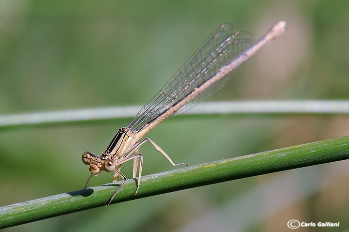 platycnemis latipes